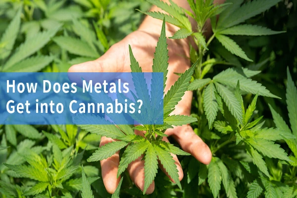 Why is heavy metal free becoming a hot topic in the cannabis vape industry?